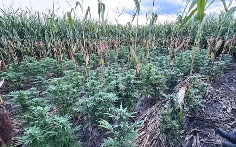 POL-NMS: 20250915-5-Zeugenaufruf:Feststellung einer Hanfplantage in einem Maisfeld in Padenstedt - Foto: presseportal.de