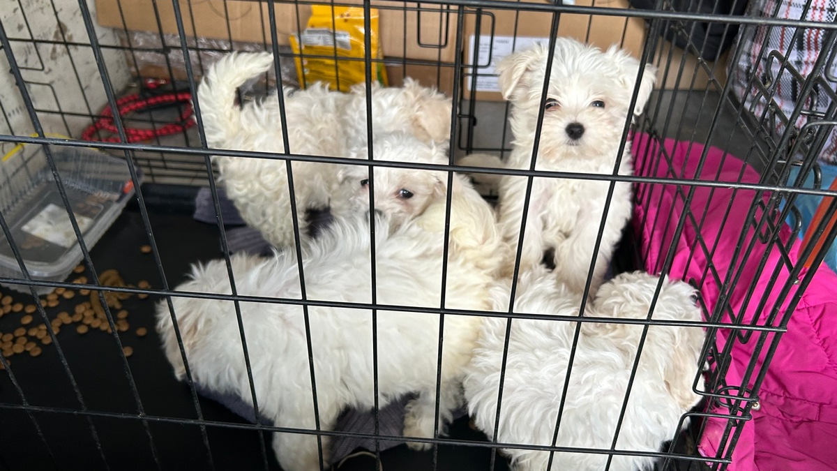 HZA-SW: Schweinfurter Zoll stoppt Welpenschmuggel auf der A3 - Foto: presseportal.de