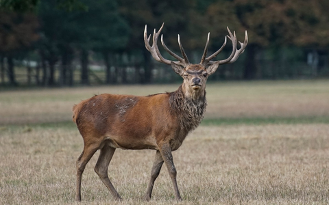 Wildunfälle im Herbst - ein oft unterschätztes Risiko - Foto: presseportal.de