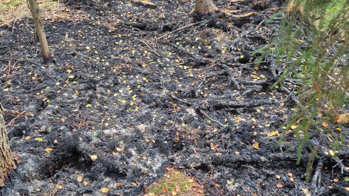 FFW Schiffdorf: Aufwendige Löscharbeiten: Aufmerksame Spaziergänger bemerken Brand im Spadener Moor - Foto: presseportal.de