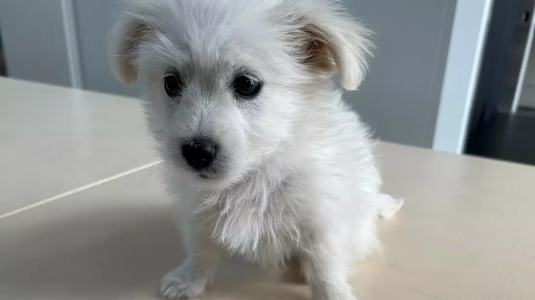 HZA-A: Zoll entdeckt acht Wochen alten Hundewelpen - Bild: presseportal.de