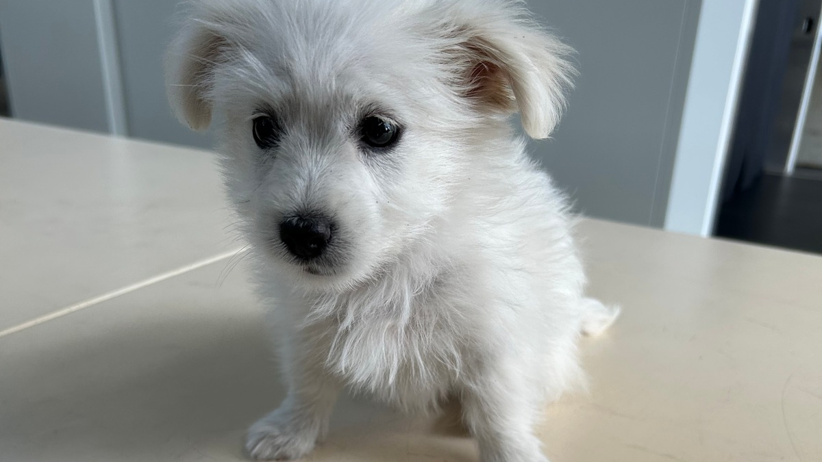 HZA-A: Zoll entdeckt acht Wochen alten Hundewelpen - Foto: presseportal.de