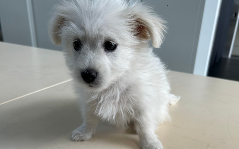 HZA-A: Zoll entdeckt acht Wochen alten Hundewelpen - Foto: presseportal.de