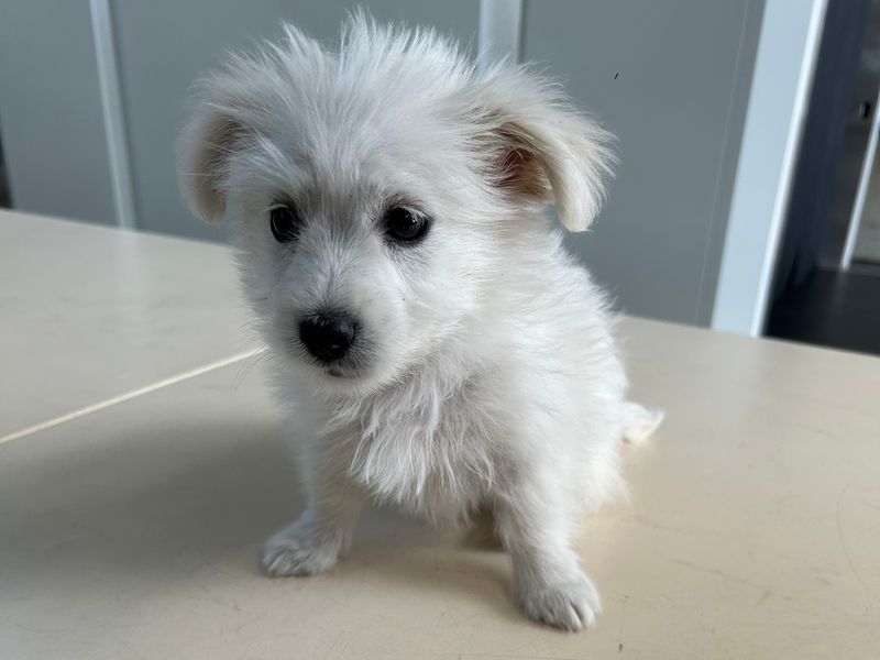 HZA-A: Zoll entdeckt acht Wochen alten Hundewelpen - Foto: presseportal.de