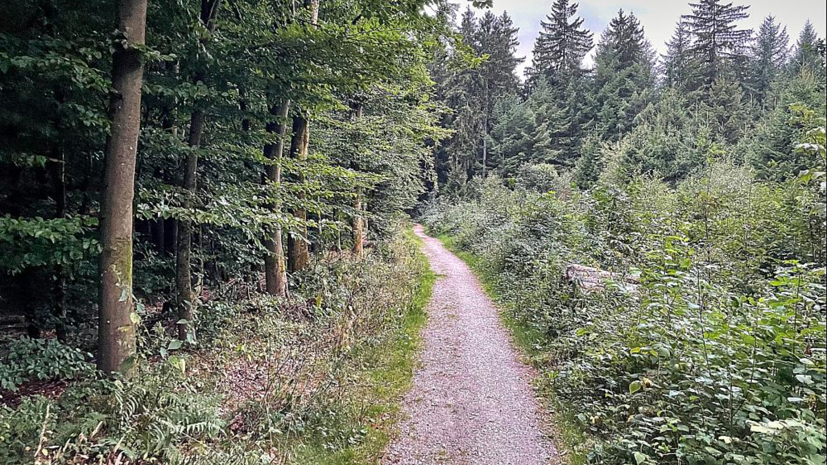 Waldweg (Archiv) - Foto: über dts Nachrichtenagentur
