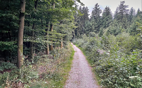 Waldweg (Archiv) - Foto: über dts Nachrichtenagentur
