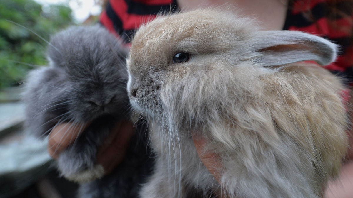 Angorakaninchen sind in Deutschland bedroht (Archivbild). - Foto: picture alliance / dpa