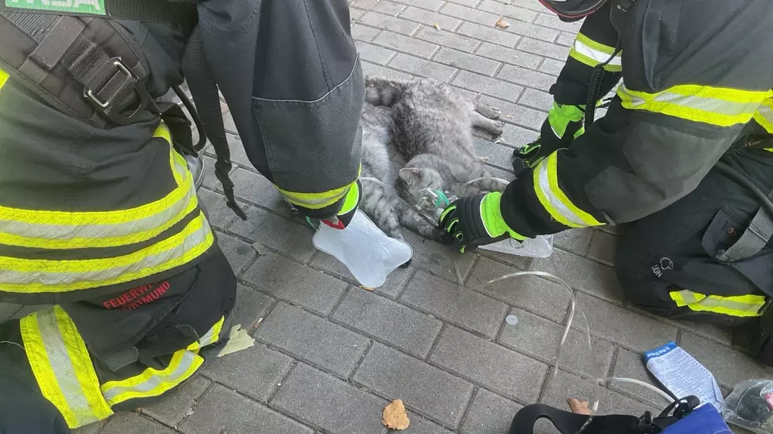 FW-DO: Wohnungsbrand in Dortmunder Innenstadt-Eine Person und zwei Katzen verletzt - Bild: presseportal.de