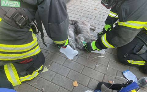 FW-DO: Wohnungsbrand in Dortmunder Innenstadt-Eine Person und zwei Katzen verletzt - Foto: presseportal.de