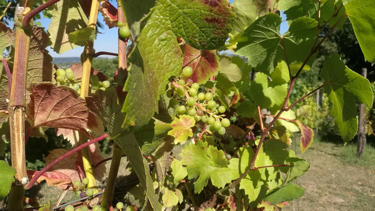 Weinstock (Archiv) - Foto: über dts Nachrichtenagentur