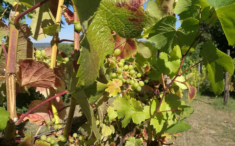 Weinstock (Archiv) - Foto: über dts Nachrichtenagentur
