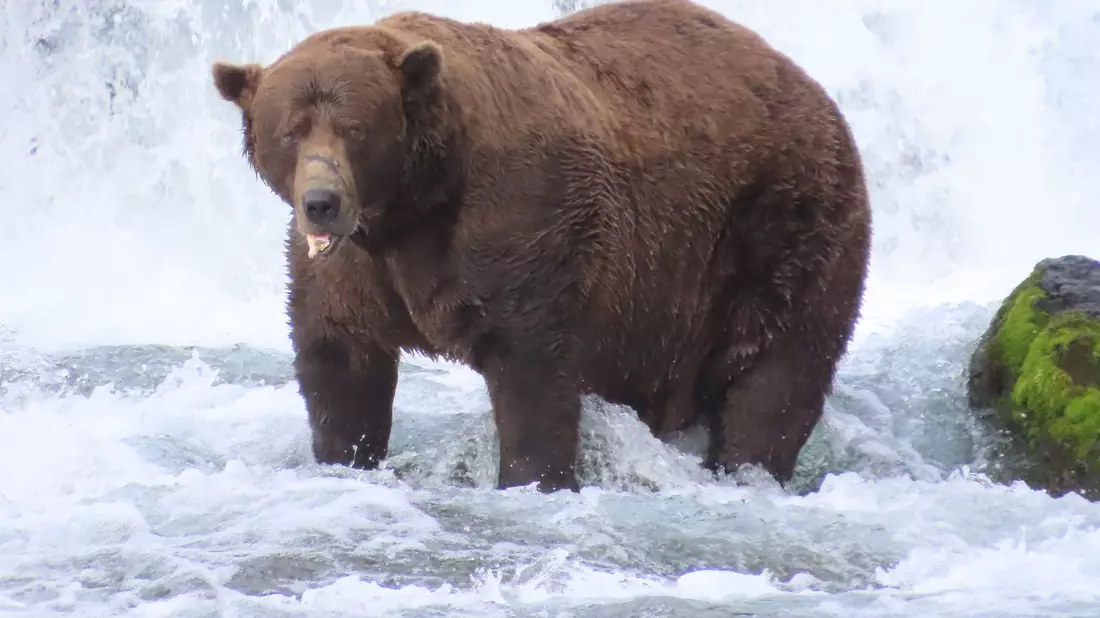 Braunbär 32 mit dem Spitznamen «Chunk» bringt es im September nach Schätzungen auf über 500 Kilogramm und hat eine auffällige Narbe auf der Schnauze.  - Bild: T. Carmack/Katmai-Nationalpark/dpa