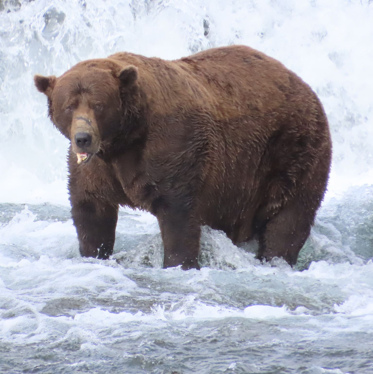 Wird er das Rennen machen?: Braunbär 32 mit Namen Chunk wiegt über 500 Kilogramm und hat eine auffällige Narbe auf der Schnauze.  - Foto: T. Carmack/Katmai-Nationalpark/dpa