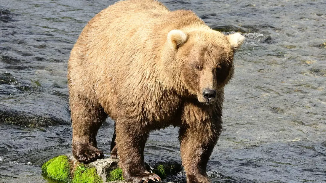 Die massige Siegerin von 2023 und 2024, Braunbärin Grazer (Nummer 128), ist erneut dabei.  - Bild: Christine Loberg/Katmai-Nationalpark/dpa
