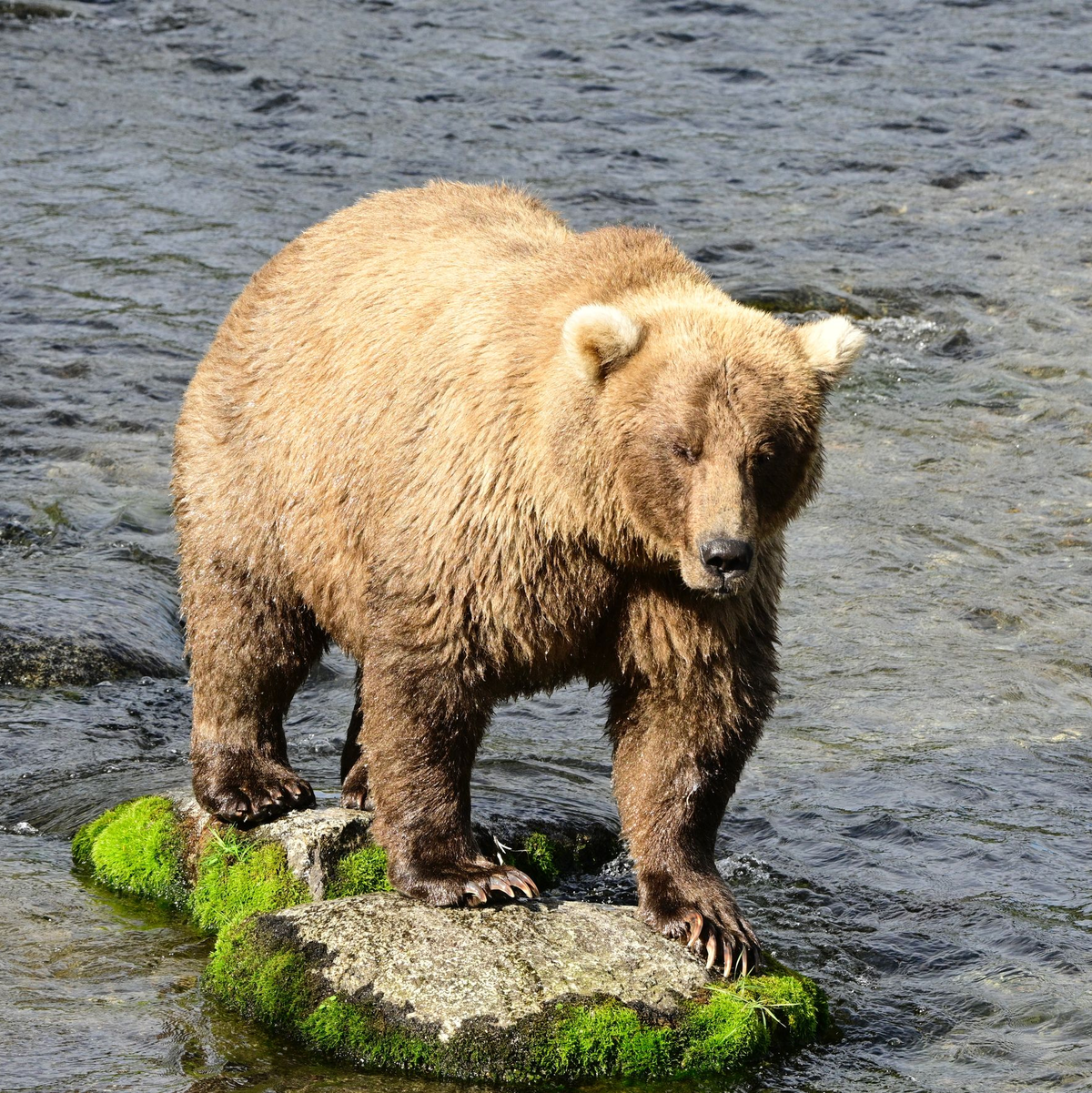 Die massige Siegerin von 2023 und 2024, Braunbärin Grazer (Nummer 128), ist erneut dabei.  - Foto: Christine Loberg/Katmai-Nationalpark/dpa
