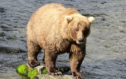 Die massige Siegerin von 2023 und 2024, Braunbärin Grazer (Nummer 128), ist erneut dabei.  - Foto: Christine Loberg/Katmai-Nationalpark/dpa