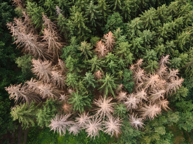 Vor allem im Harz, im Bergischen Land und in Thüringen ist der Waldrückgang besonders groß. (Archivbild) - Foto: Sebastian Kahnert/dpa-Zentralbild/dpa