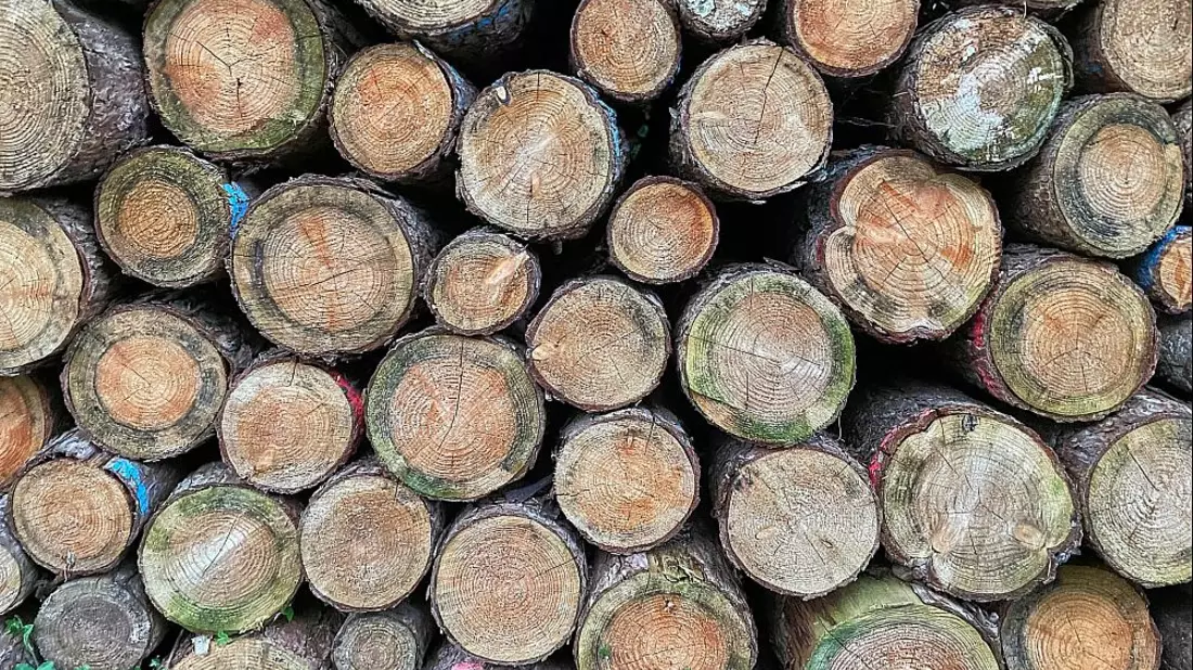 Holzstämme (Archiv) - Bild: über dts Nachrichtenagentur