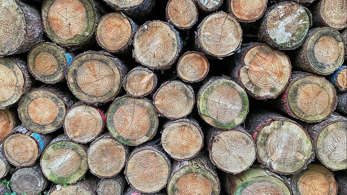 Holzstämme (Archiv) - Foto: über dts Nachrichtenagentur