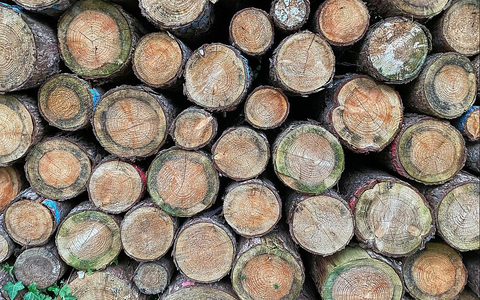 Holzstämme (Archiv) - Foto: über dts Nachrichtenagentur