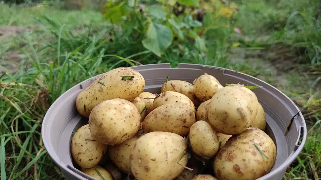 Geerntete Kartoffeln (Archiv) - Bild: über dts Nachrichtenagentur