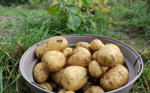 Geerntete Kartoffeln (Archiv) - Foto: über dts Nachrichtenagentur