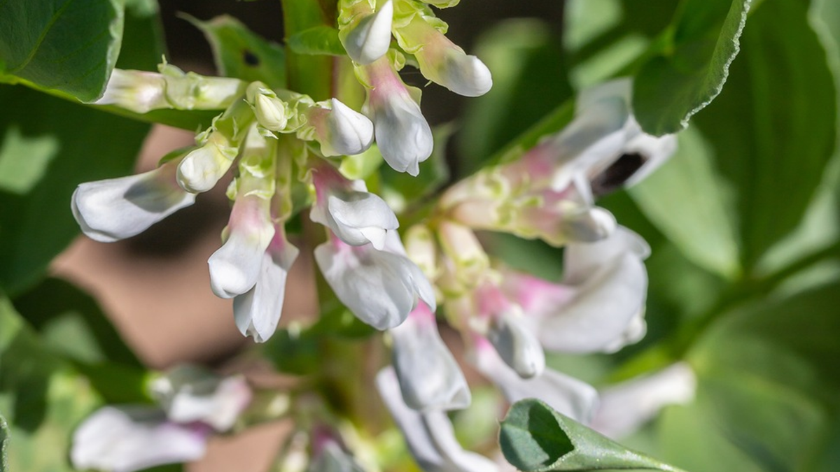 Hülsenfrüchte treffen auf Bakterien-Power / Wie der grüne Wandel schon im Boden beginnt - Foto: presseportal.de