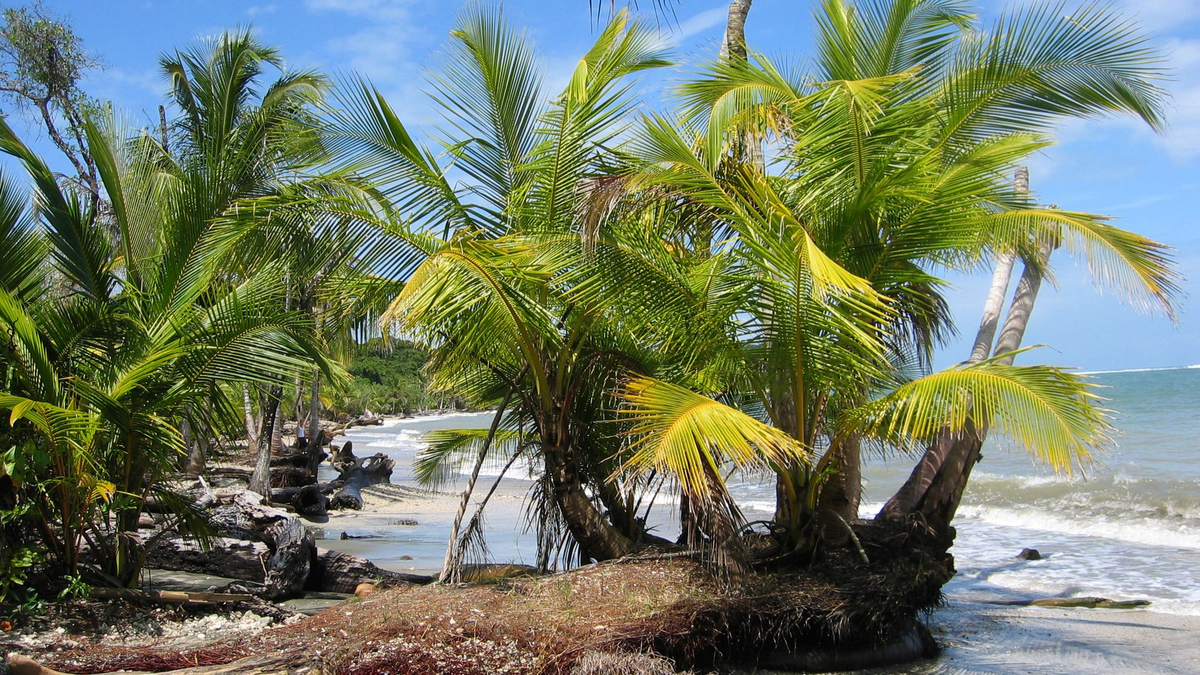 Der Fund zweier Leichen auf dem Grundstück eines deutschen Paares in Costa Rica gibt Rätsel auf. (Archivbild) - Foto: picture alliance / dpa