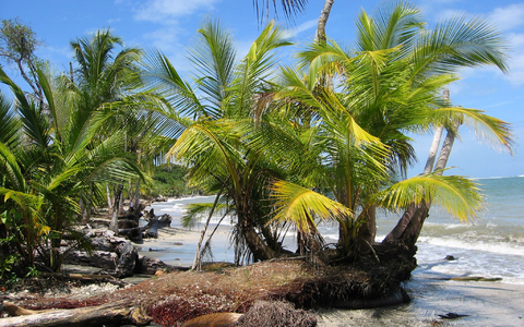 Der Fund zweier Leichen auf dem Grundstück eines deutschen Paares in Costa Rica gibt Rätsel auf. (Archivbild) - Foto: picture alliance / dpa Der Fund zweier Leichen auf dem Grundstück eines deutschen Paares in Costa Rica gibt Rätsel auf. (Archivbild) - Foto: picture alliance / dpa