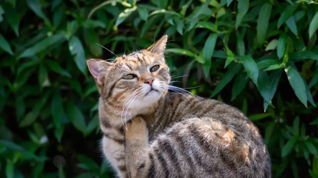 Flohstiche können bei Katzen Allergien auslösen - Bild: presseportal.de