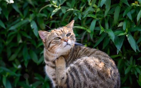 Flohstiche können bei Katzen Allergien auslösen - Foto: presseportal.de