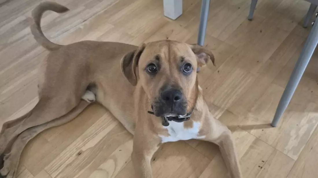 POL-WHV: Diebstahl eines Boxer-Mischling beim LIDL-Markt Varel - Zeugen gesucht - Bild: presseportal.de