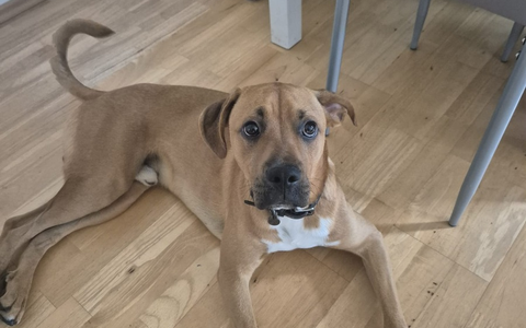 POL-WHV: Diebstahl eines Boxer-Mischling beim LIDL-Markt Varel - Zeugen gesucht - Foto: presseportal.de