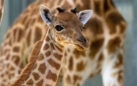 Eine Kordofan-Giraffe ist im Pariser Zoo geboren. - Foto: M. Descombes/MNHN/dpa