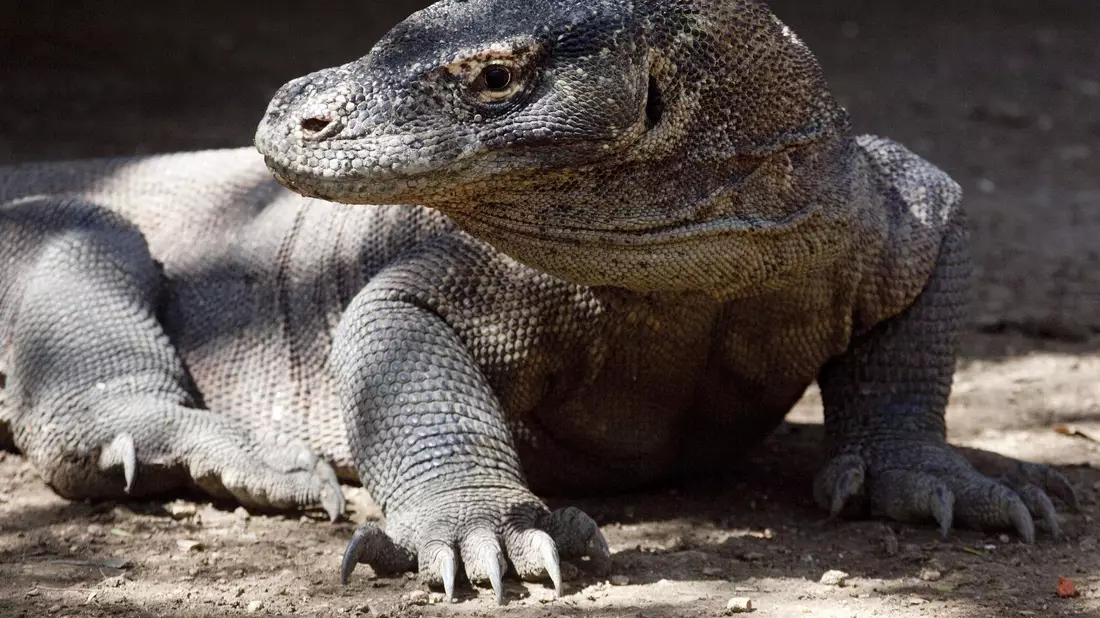 Komodo-Warane sind offiziell als «gefährdet» eingestuft. (Archivbild) - Bild: Matthys/epa/dpa
