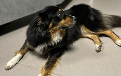 POL-PIOPP: Neues Personal der PI Oppenheim - Besitzer gesucht - Foto: presseportal.de