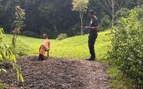 Die Ermittler entdeckten die Leichen mit Hilfe eines Spürhunds. - Foto: ---/OIJ Costa Rica/dpa
