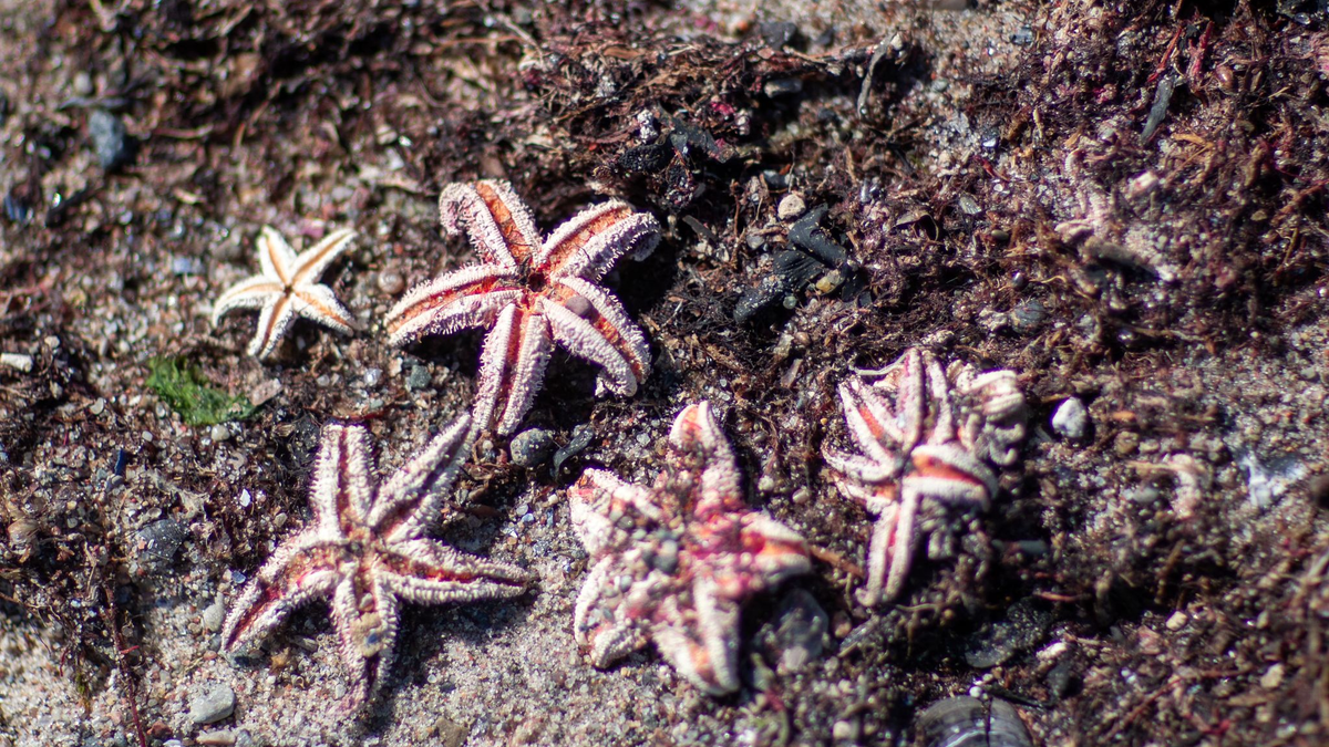 Mit Hilfe von Video-Aufzeichnungen entdeckten die Forscher unter anderen Seesterne auf den Munitionsresten (Symbolbild).  - Foto: Jens Büttner/dpa-Zentralbild/dpa