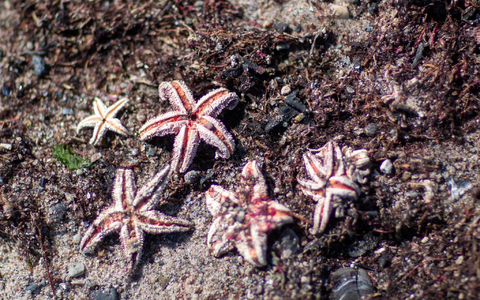Mit Hilfe von Video-Aufzeichnungen entdeckten die Forscher unter anderen Seesterne auf den Munitionsresten (Symbolbild). - Foto: Jens BĂŒttner/dpa-Zentralbild/dpa Mit Hilfe von Video-Aufzeichnungen entdeckten die Forscher unter anderen Seesterne auf den Munitionsresten (Symbolbild). - Foto: Jens BĂŒttner/dpa-Zentralbild/dpa