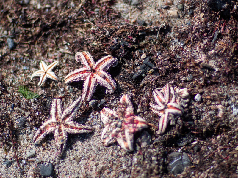 Mit Hilfe von Video-Aufzeichnungen entdeckten die Forscher unter anderen Seesterne auf den Munitionsresten (Symbolbild).  - Foto: Jens Büttner/dpa-Zentralbild/dpa