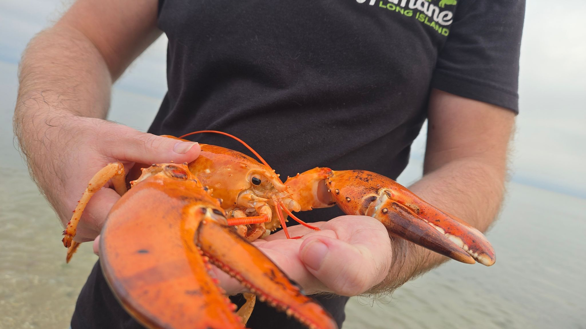Das Tier wurde in einem Supermarkt im US-Bundesstaat New York gefunden und gerettet.  - Foto: -/Humane Long Island/dpa