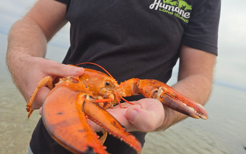 Das Tier wurde in einem Supermarkt im US-Bundesstaat New York gefunden und gerettet.  - Foto: -/Humane Long Island/dpa