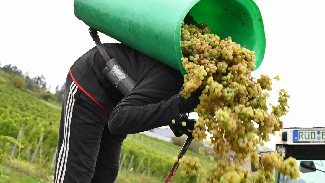 Von Baden bis zum Rheingau ist die Weinlese schon beendet. - Bild: Arne Dedert/dpa