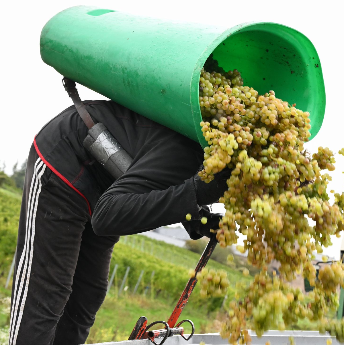 Von Baden bis zum Rheingau ist die Weinlese schon beendet. - Foto: Arne Dedert/dpa