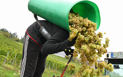 Von Baden bis zum Rheingau ist die Weinlese schon beendet. - Foto: Arne Dedert/dpa