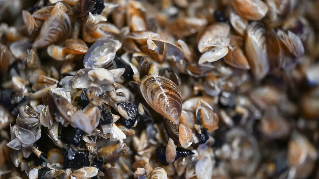 Die kleinen Muscheln entwickeln sich zum Problemfall. (Archivbild)  - Bild: Felix Kästle/dpa