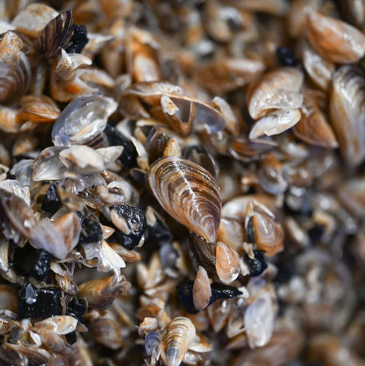 Die kleinen Muscheln entwickeln sich zum Problemfall. (Archivbild)  - Foto: Felix Kästle/dpa