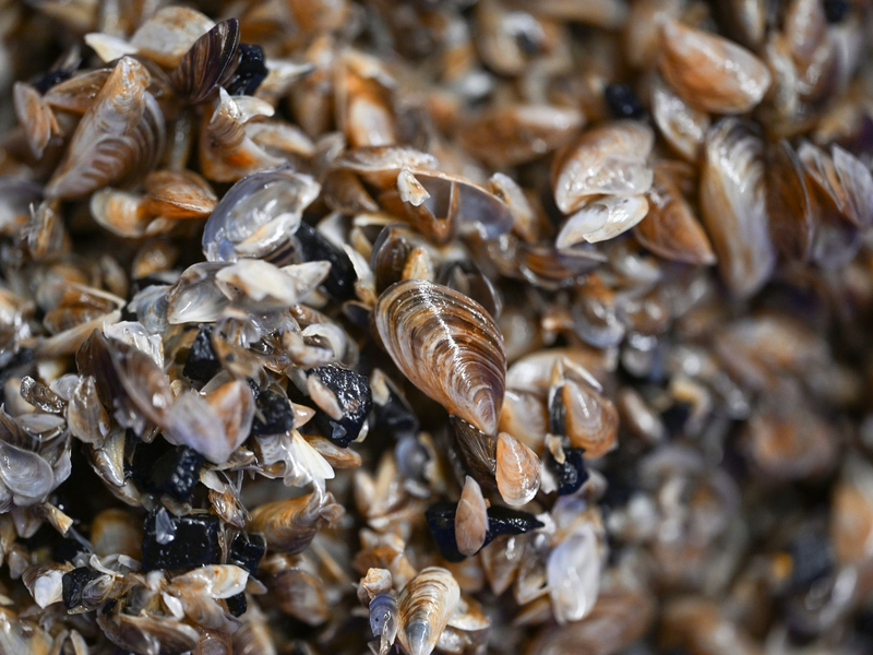 Die kleinen Muscheln entwickeln sich zum Problemfall. (Archivbild)  - Foto: Felix Kästle/dpa