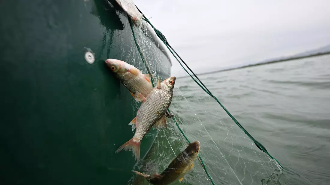 Rotaugen sind nicht nur als Speisefisch beliebt, sie sollen auch die rasante Ausbreitung der Quagga-Muscheln im Bodensee bremsen. (Archivbild)   - Bild: Felix Kästle/dpa