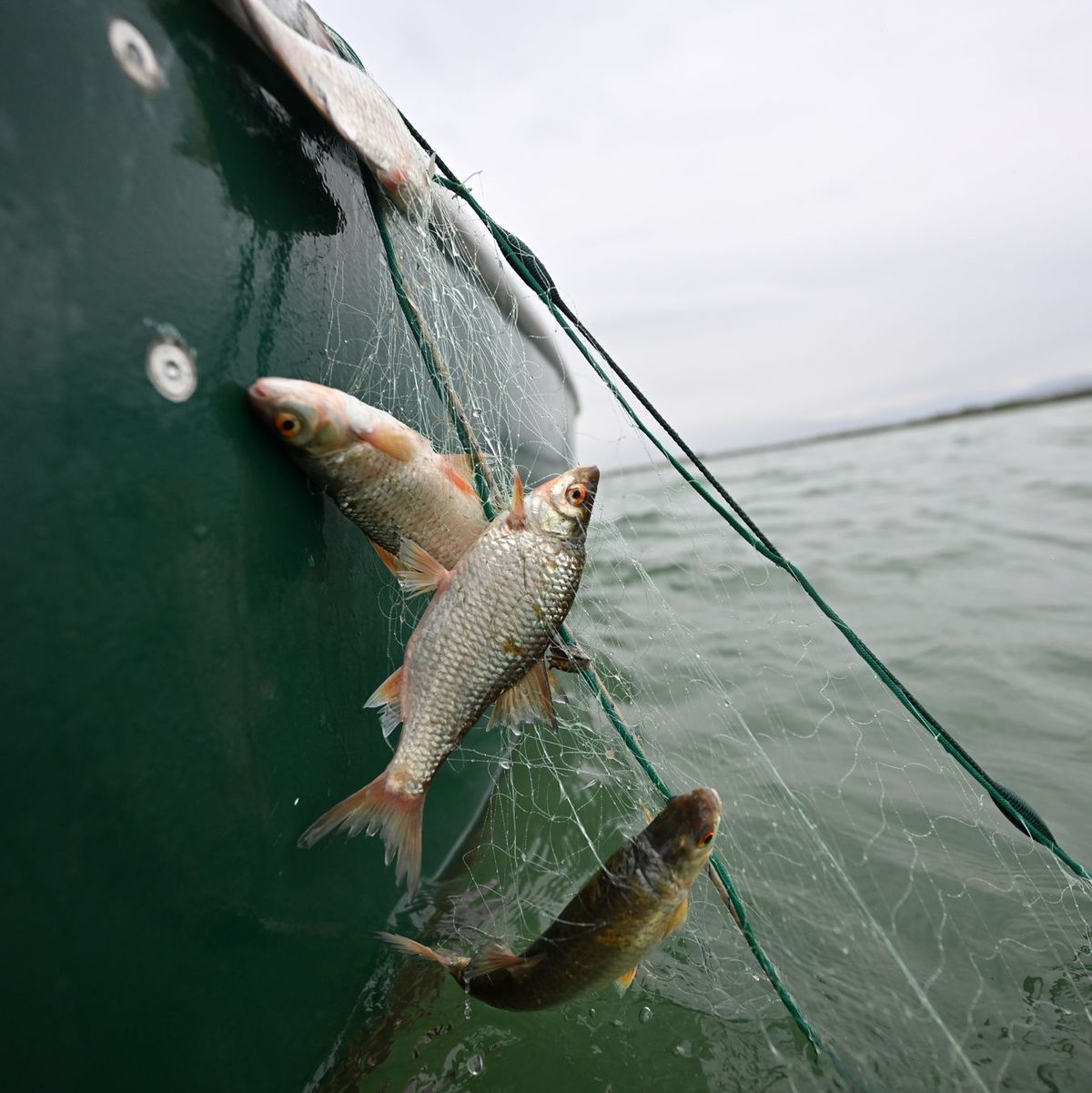 Rotaugen sind nicht nur als Speisefisch beliebt, sie sollen auch die rasante Ausbreitung der Quagga-Muscheln im Bodensee bremsen. (Archivbild)   - Foto: Felix Kästle/dpa